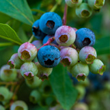 Blueberries