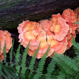 Chicken of the Woods