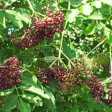 Elderberry