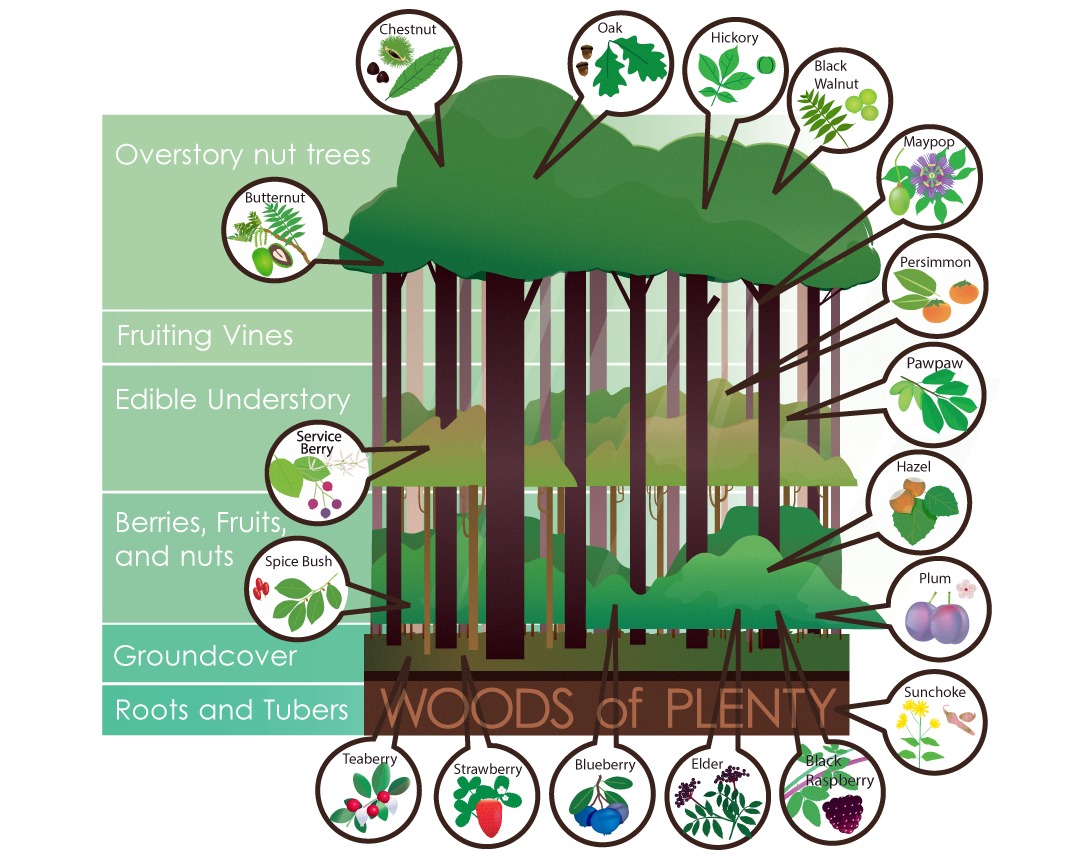 Forest Layers