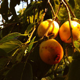 American Persimmon