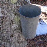 Tree Tapping